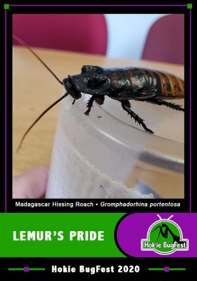 lemur's pride trading card