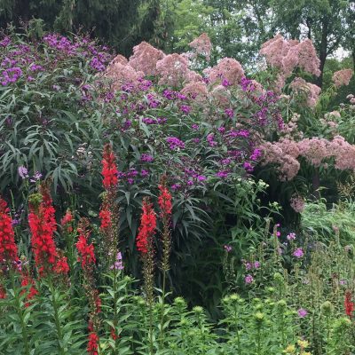 Native rain garden