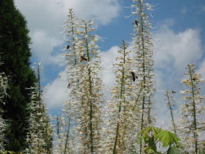 Wasps on bottlebrush buckeye