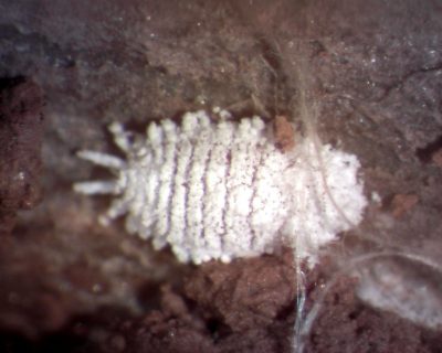 A mealybug on grape roots.