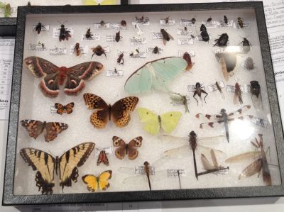 4-Her’s insect collection from 2014.