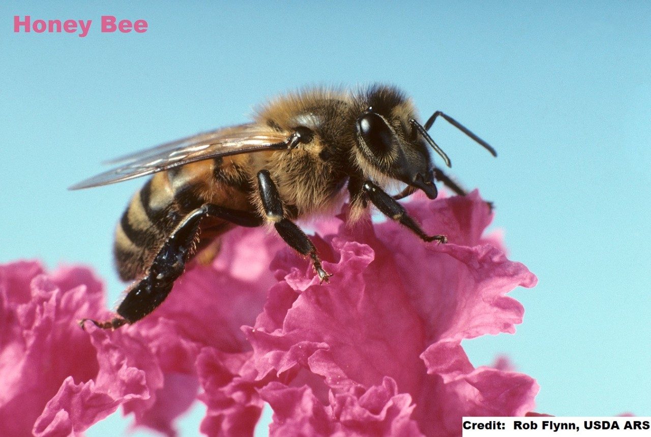 Honey bee foraging on rapini flowers. Credit: Rob Flynn, USDA/ARS (Public Domain)