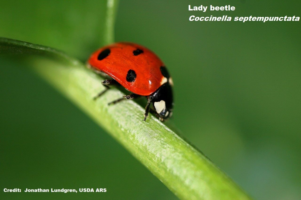 Lady Beetle, Coccinella septempunctata. Credit: Jonathon Lundgren, USDA/ARS (Public Domain)