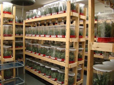 Laricobius spp. larval rearing room at the insect rearing facility at Virginia Tech.