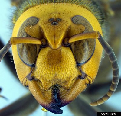 Asian giant hornet face