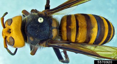 Asian giant hornet top down view