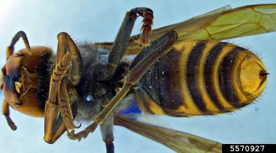 Asian giant hornet underside