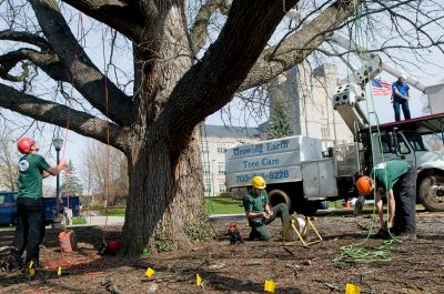 alwood oak restoration 2011