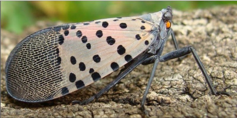 Spotted lanternfly adult