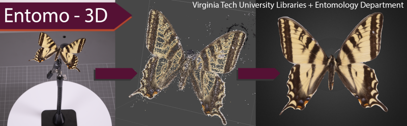 Image of Butterfly going from a photo to a 3d representation
