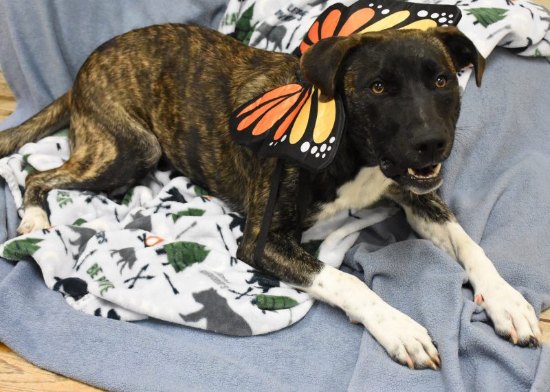 Dog with butterfly wings - adoptable dog named Bliss