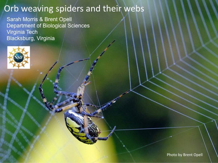 Opell Lab image of orb weaver and lab members listed