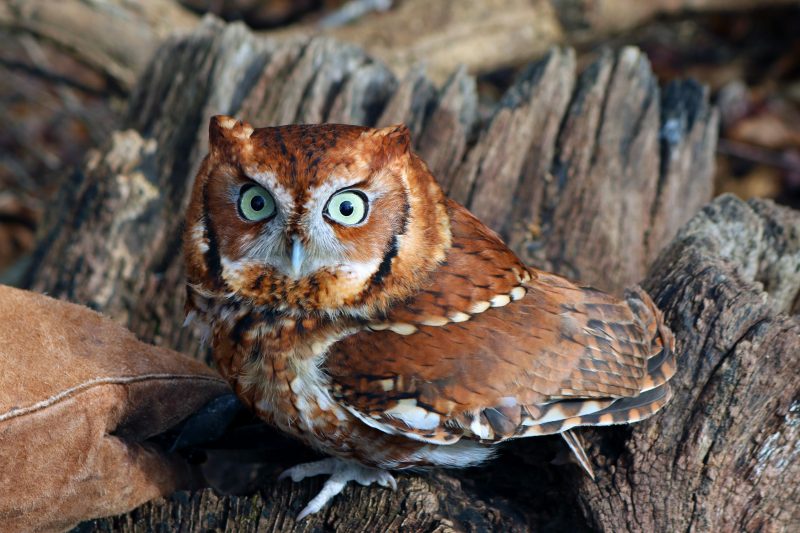Image of a Screech Owl