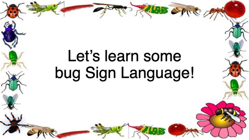 Let's Learn Some Bug Signs!