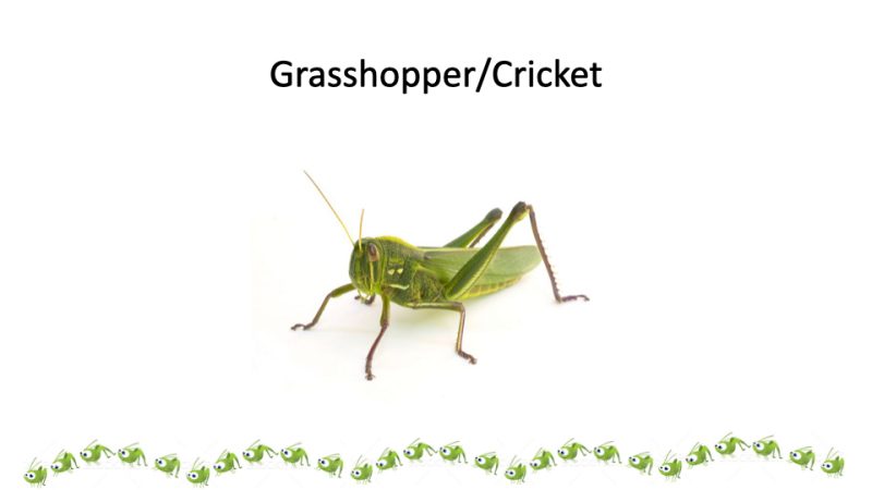 Grasshopper/Cricket