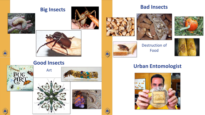 examples of big, good, and bad bugs, then an image of an urban entomologist