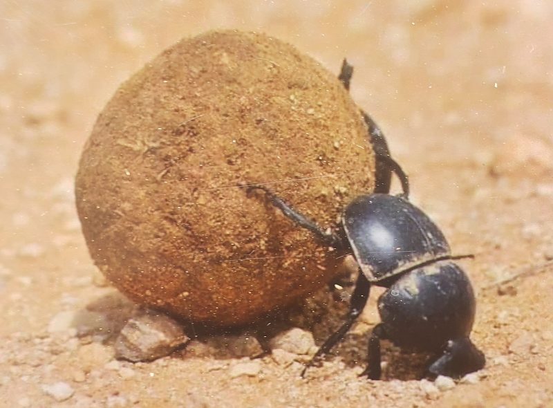 Dung beetle rolling a ball of dung