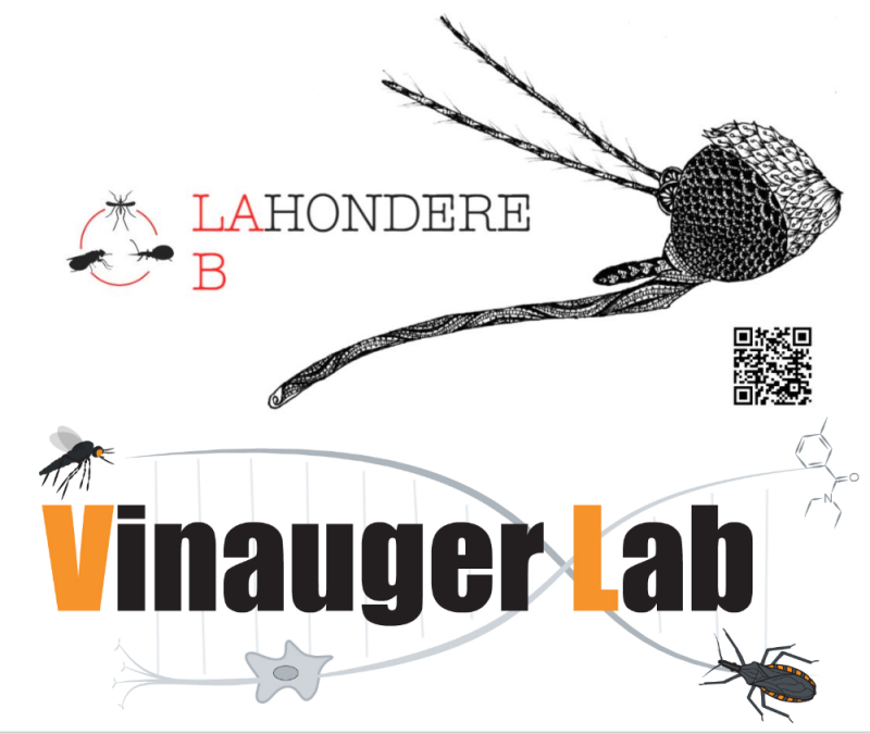 Vinauger & Lahondere Lab Logo
