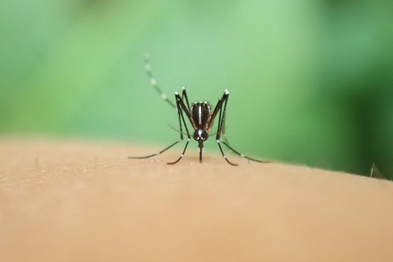 Aedes albopictus (the Asian Tiger mosquito) taking a blood meal.