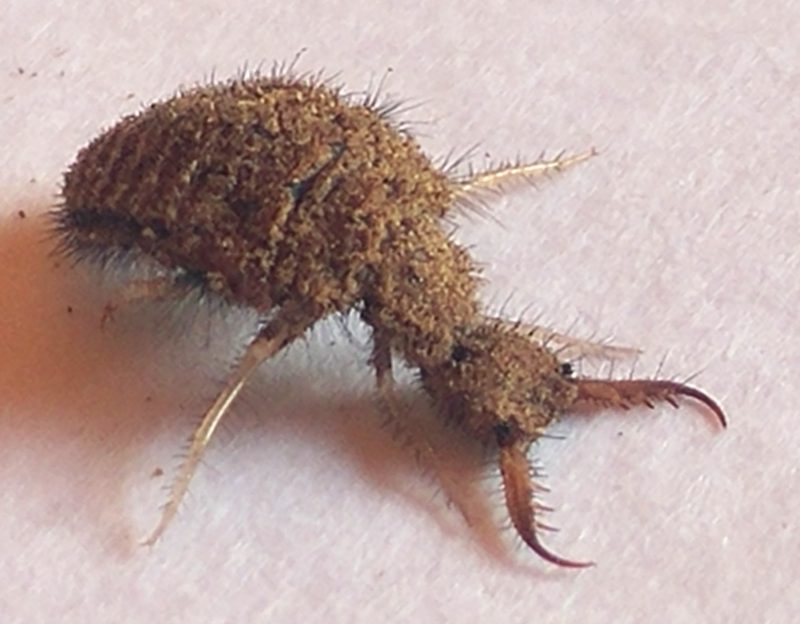 Close up of an Ant Lion
