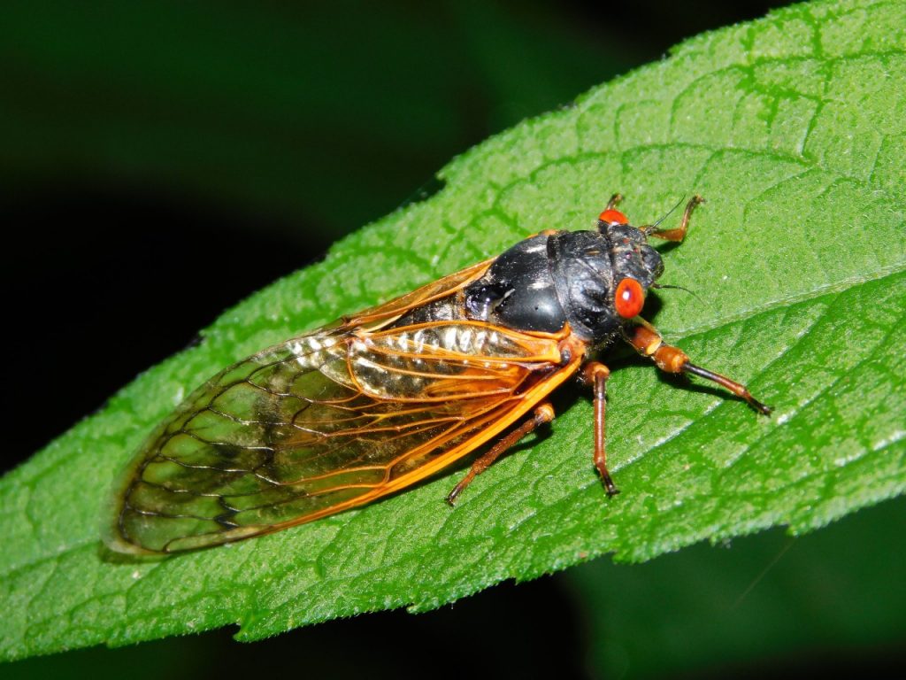 Virginia Tech Insect ID Lab | Department of Entomology | Virginia Tech