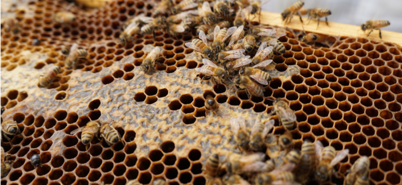 https://www.ento.vt.edu/content/ento_vt_edu/en/the-bee-group-at-vt/beekeeping/mites/_jcr_content/article-image.transform/m-medium/image.png